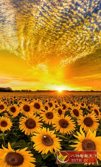 元气桌面主题hd v1.6高级版-就去找资源网