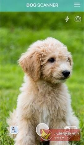 Dog Scanner 狗狗鉴定器v17.2.5高级版-就去找资源网